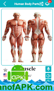 Body Parts Name and Pictures v20.2 [PRO] APK Free Download